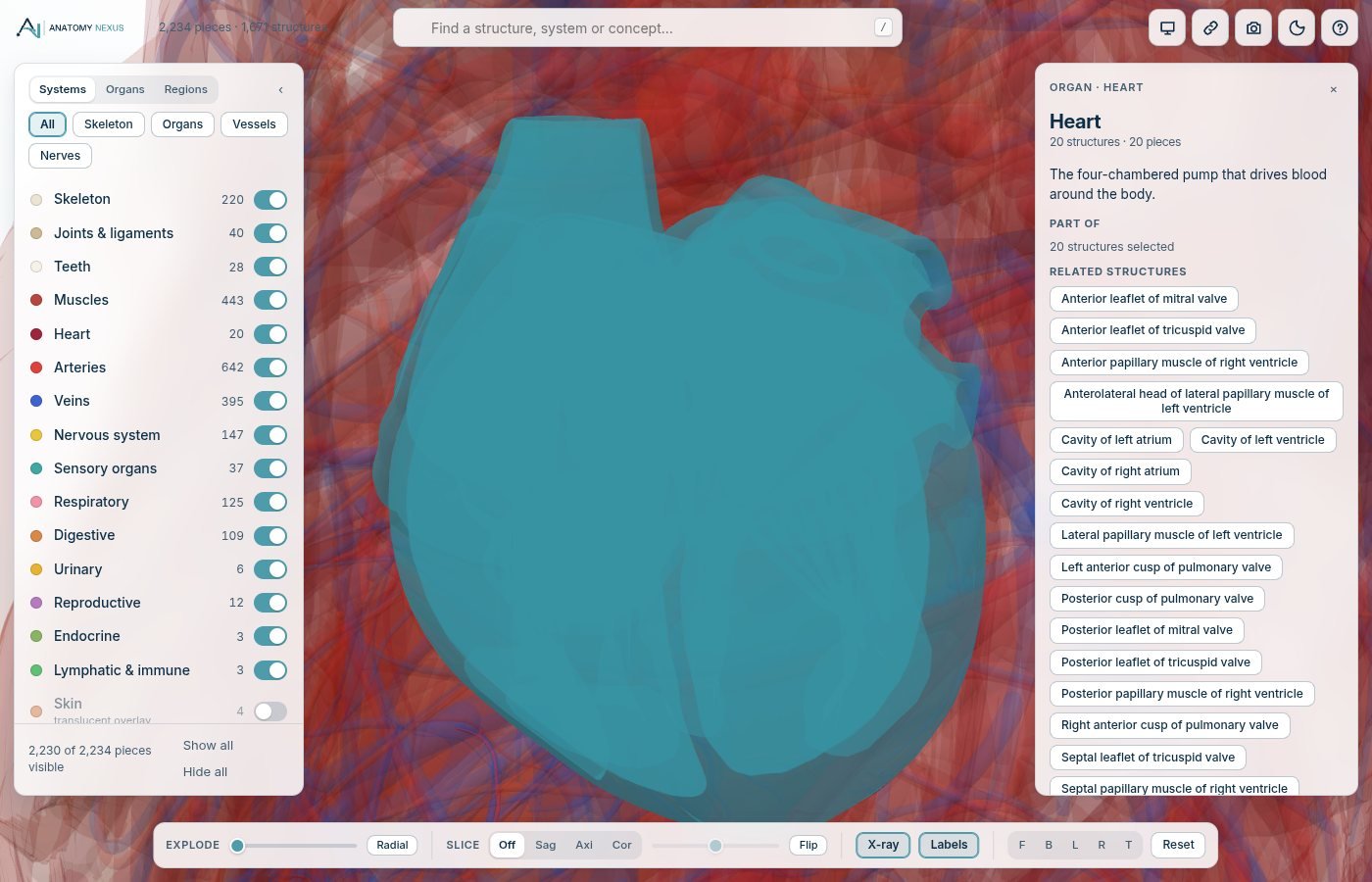 The 3D atlas showing the muscles, skeleton and vessels of the whole body