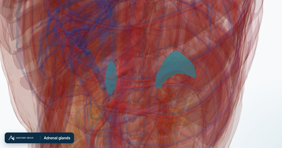 3D model of the Adrenal glands in the Anatomy Nexus anatomy atlas