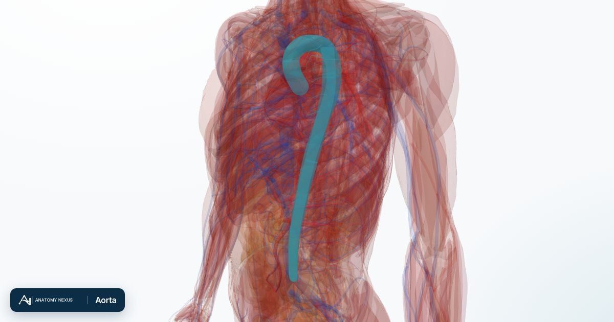 3D model of the Aorta in the Anatomy Nexus anatomy atlas