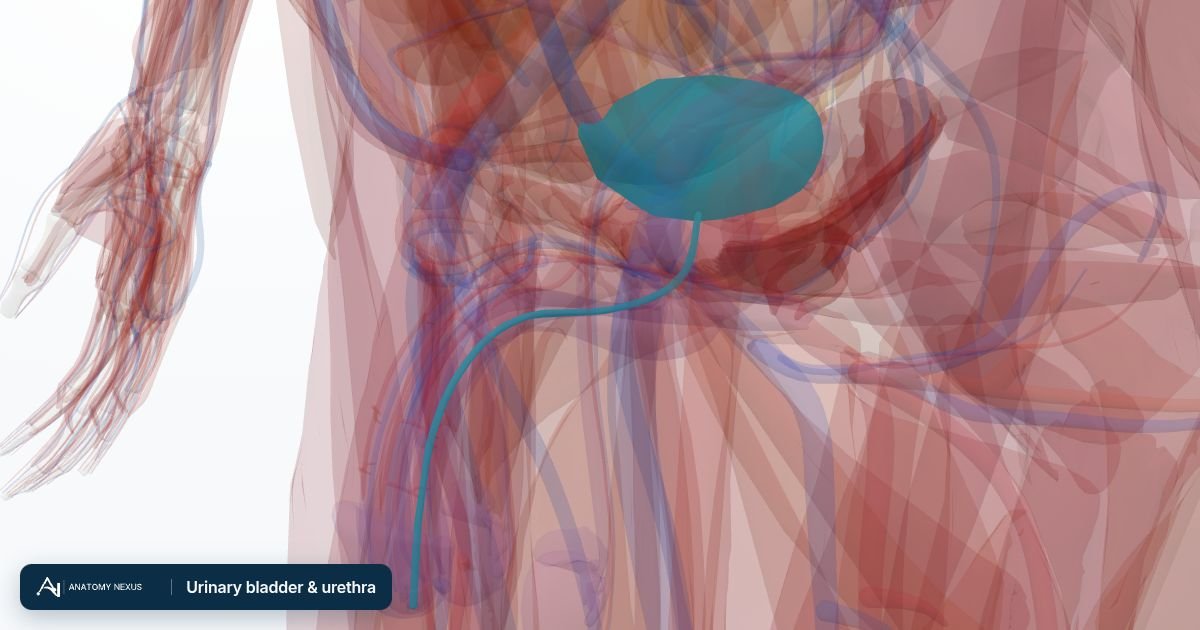 3D model of the Urinary bladder & urethra in the Anatomy Nexus anatomy atlas