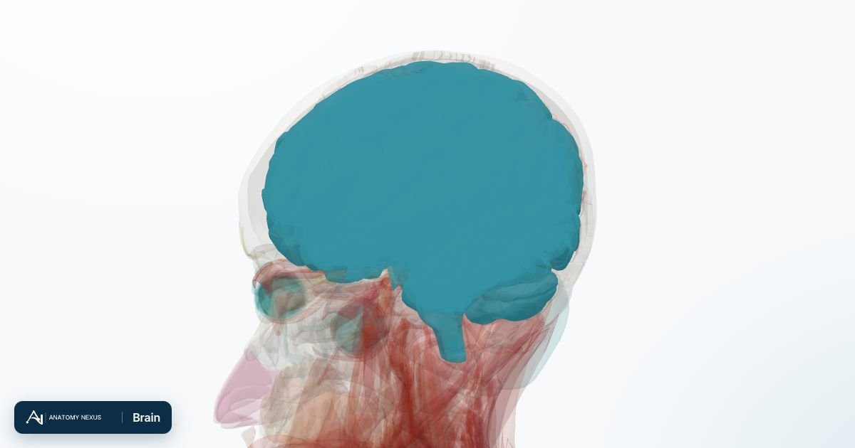 3D model of the Brain in the Anatomy Nexus anatomy atlas