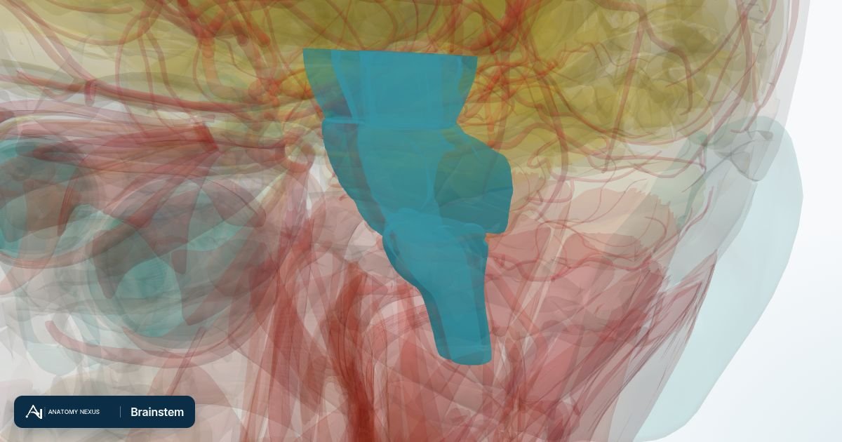 3D model of the Brainstem in the Anatomy Nexus anatomy atlas