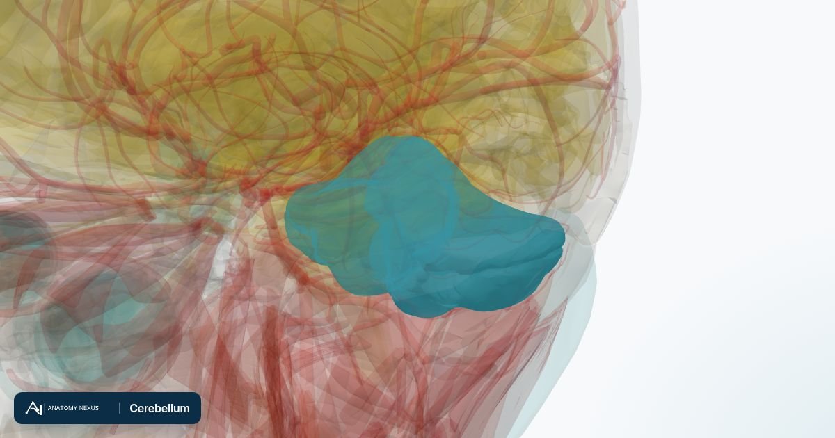3D model of the Cerebellum in the Anatomy Nexus anatomy atlas