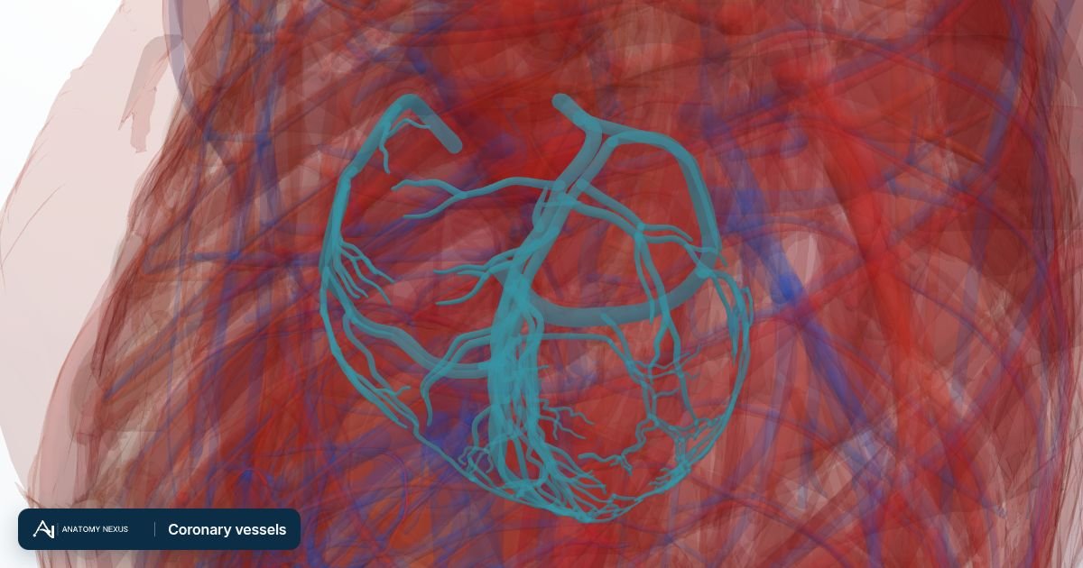 3D model of the Coronary vessels in the Anatomy Nexus anatomy atlas