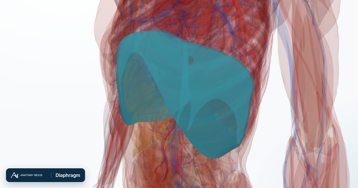 3D model of the Diaphragm in the Anatomy Nexus anatomy atlas