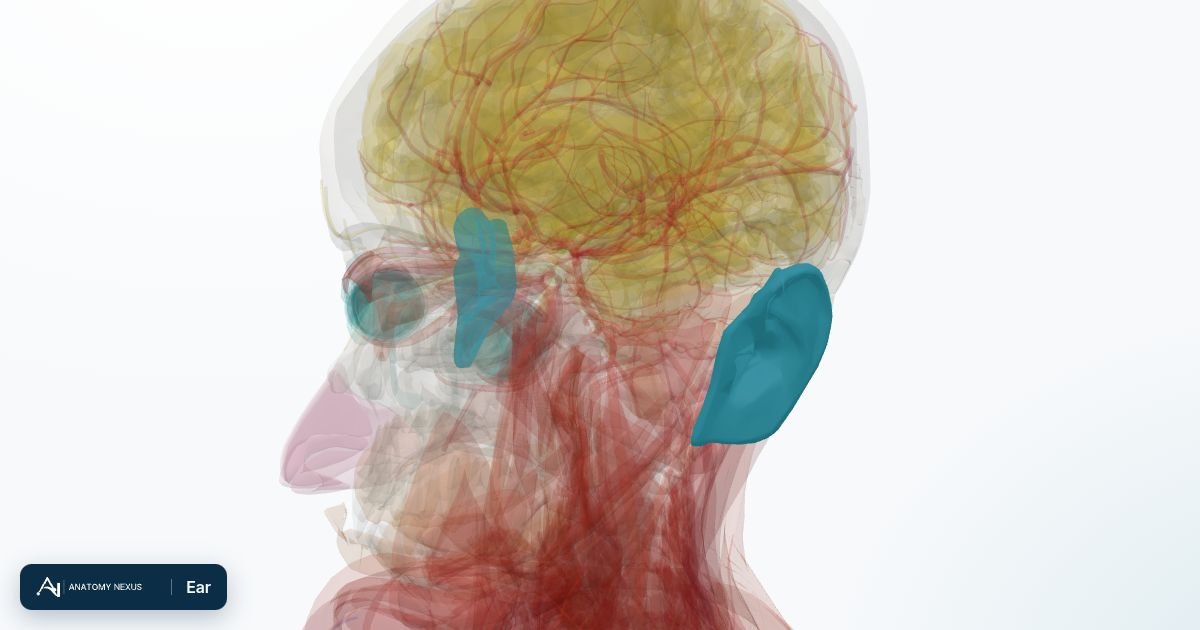 3D model of the Ear in the Anatomy Nexus anatomy atlas