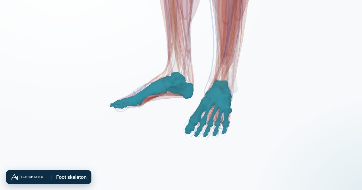 3D model of the Foot skeleton in the Anatomy Nexus anatomy atlas
