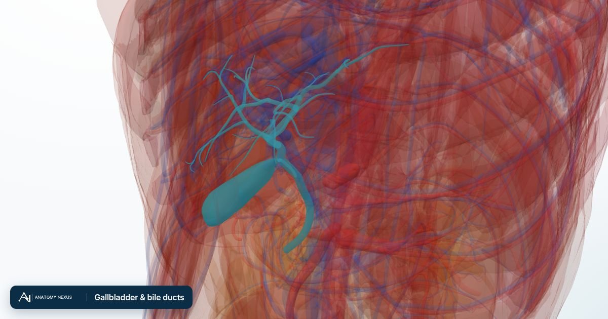 3D model of the Gallbladder & bile ducts in the Anatomy Nexus anatomy atlas