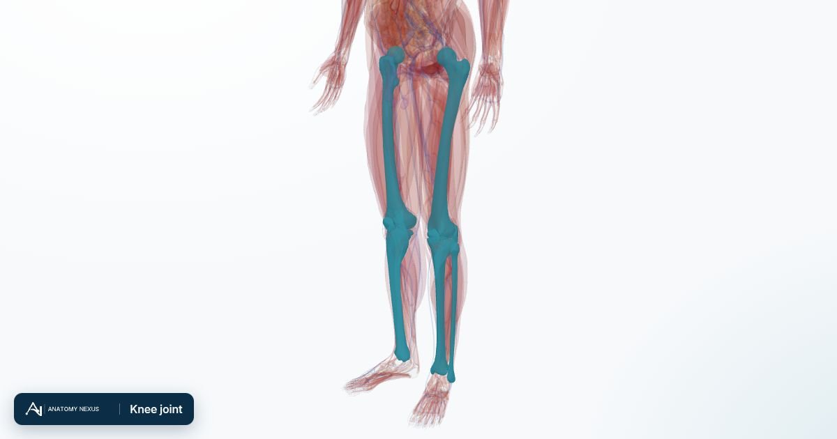 3D model of the Knee joint in the Anatomy Nexus anatomy atlas
