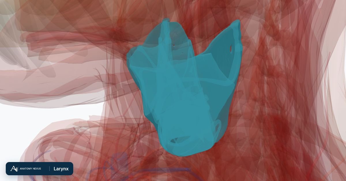 3D model of the Larynx in the Anatomy Nexus anatomy atlas