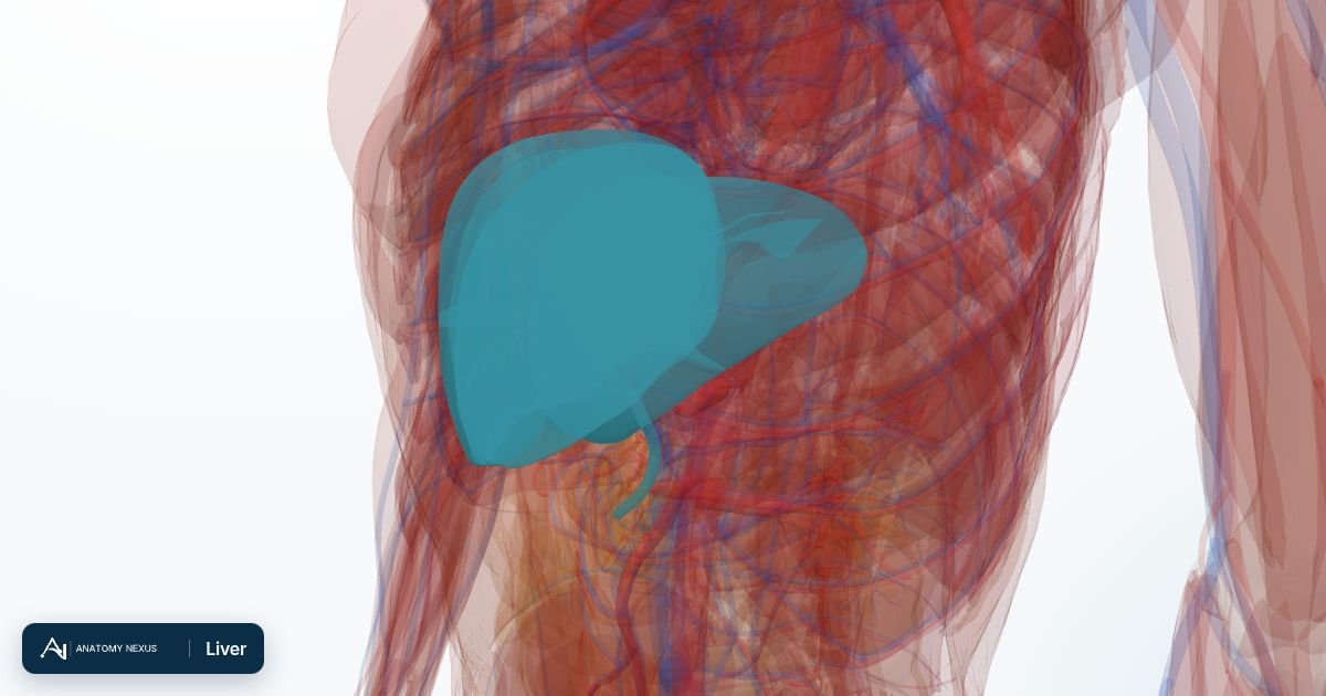 3D model of the Liver in the Anatomy Nexus anatomy atlas