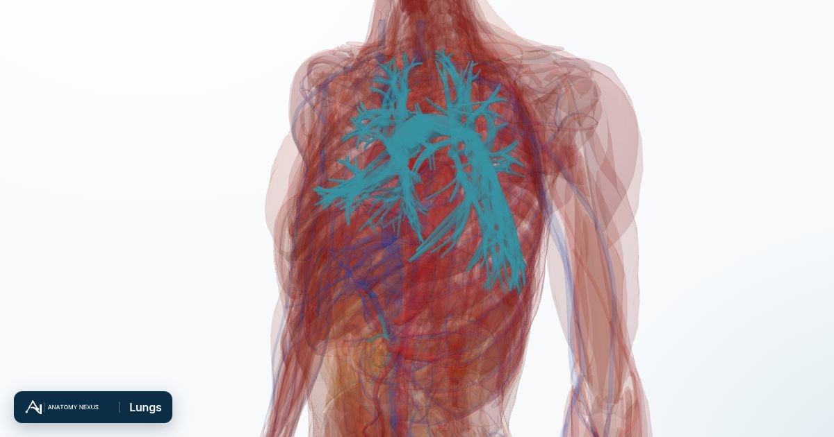 3D model of the Lungs in the Anatomy Nexus anatomy atlas