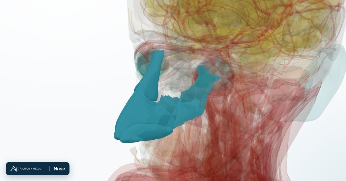 3D model of the Nose in the Anatomy Nexus anatomy atlas