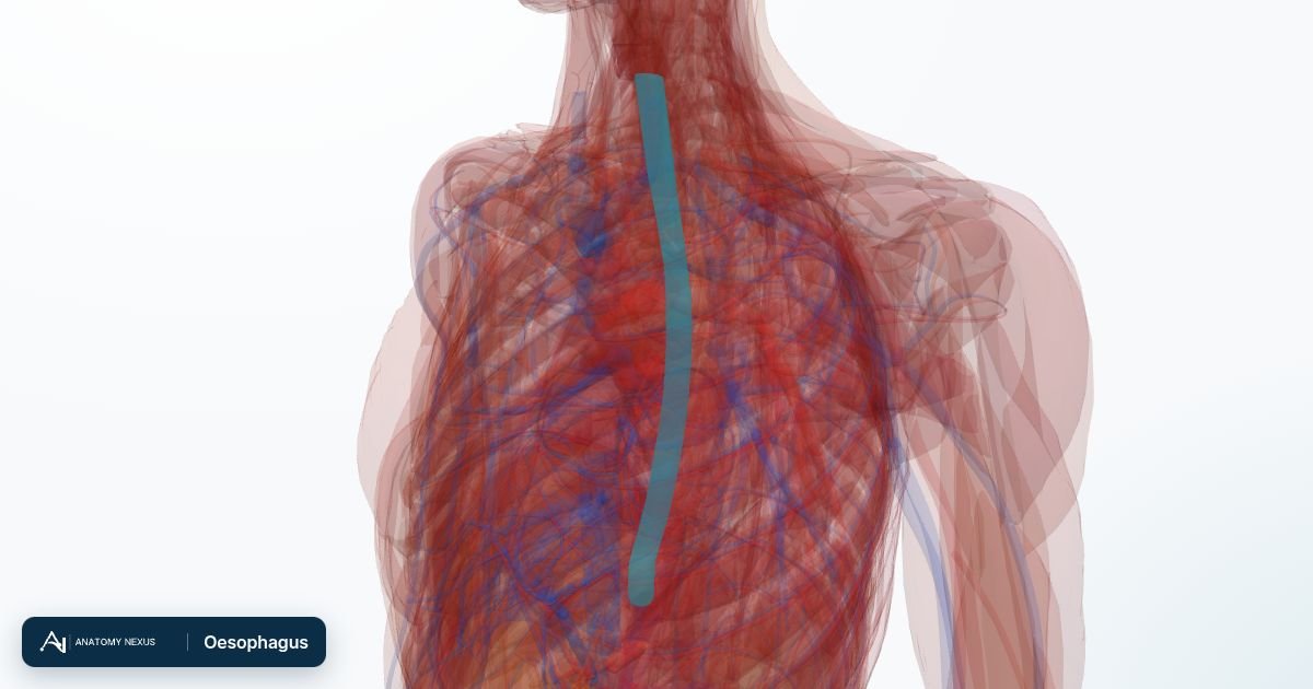 3D model of the Oesophagus in the Anatomy Nexus anatomy atlas