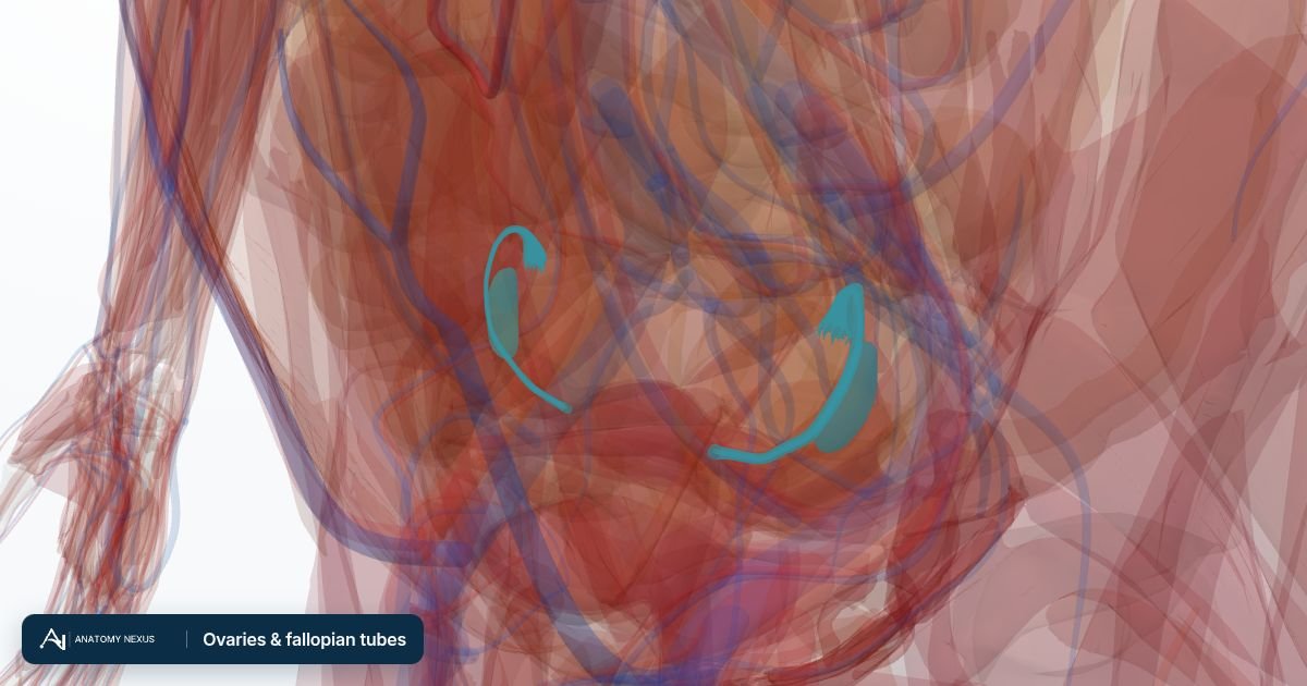 3D model of the Ovaries & fallopian tubes in the Anatomy Nexus anatomy atlas