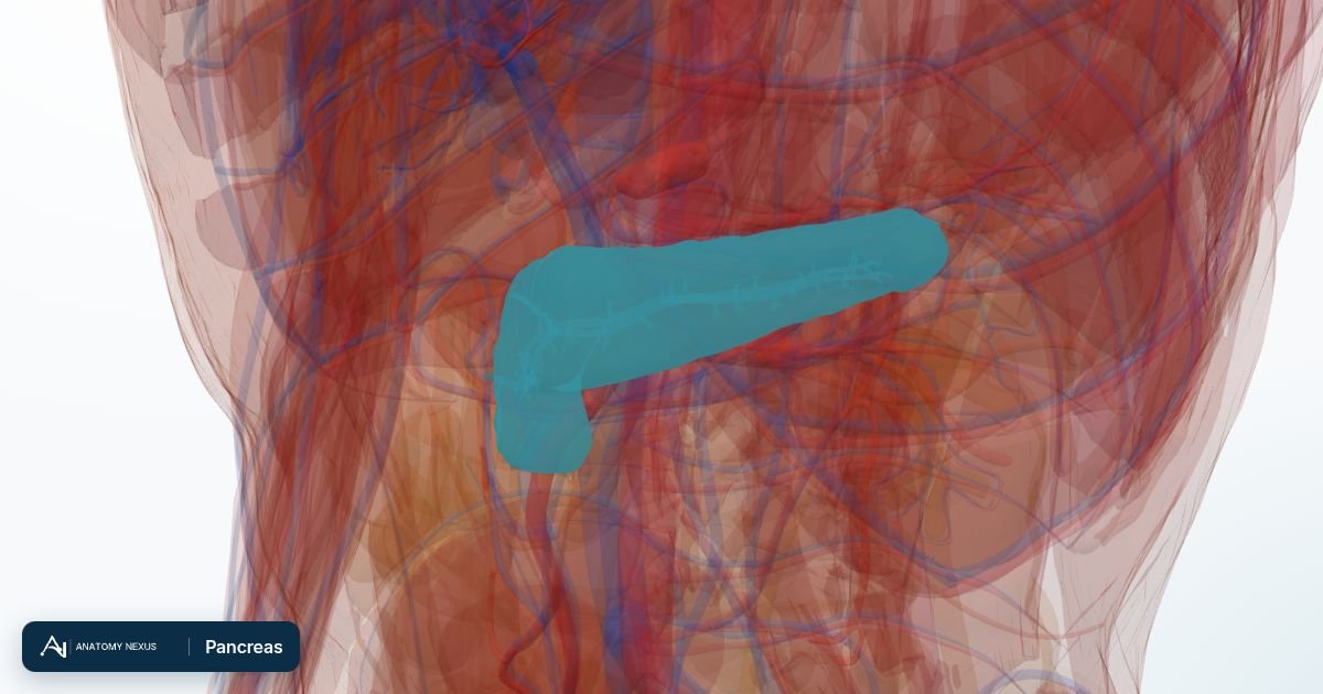 3D model of the Pancreas in the Anatomy Nexus anatomy atlas