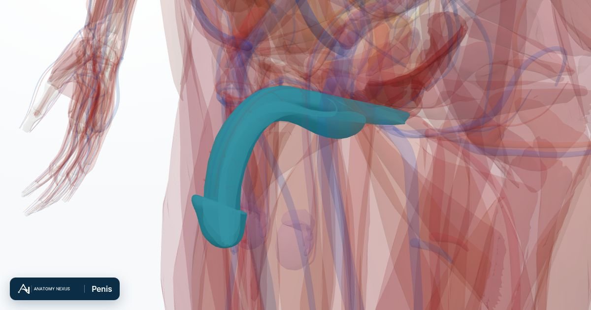 3D model of the Penis in the Anatomy Nexus anatomy atlas