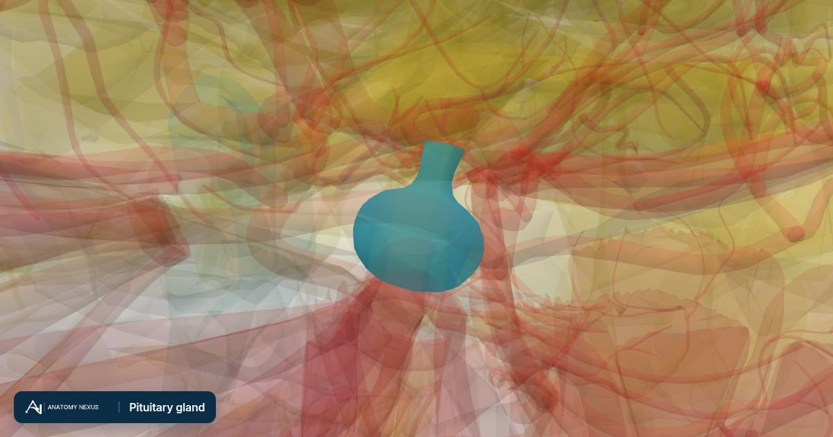 3D model of the Pituitary gland in the Anatomy Nexus anatomy atlas
