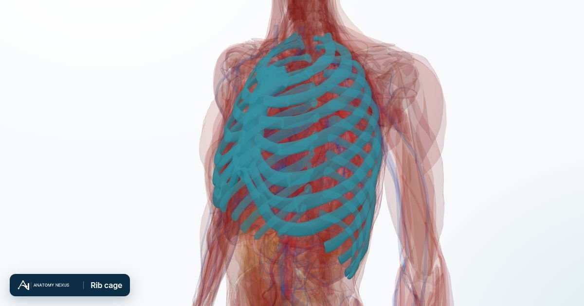 3D model of the Rib cage in the Anatomy Nexus anatomy atlas