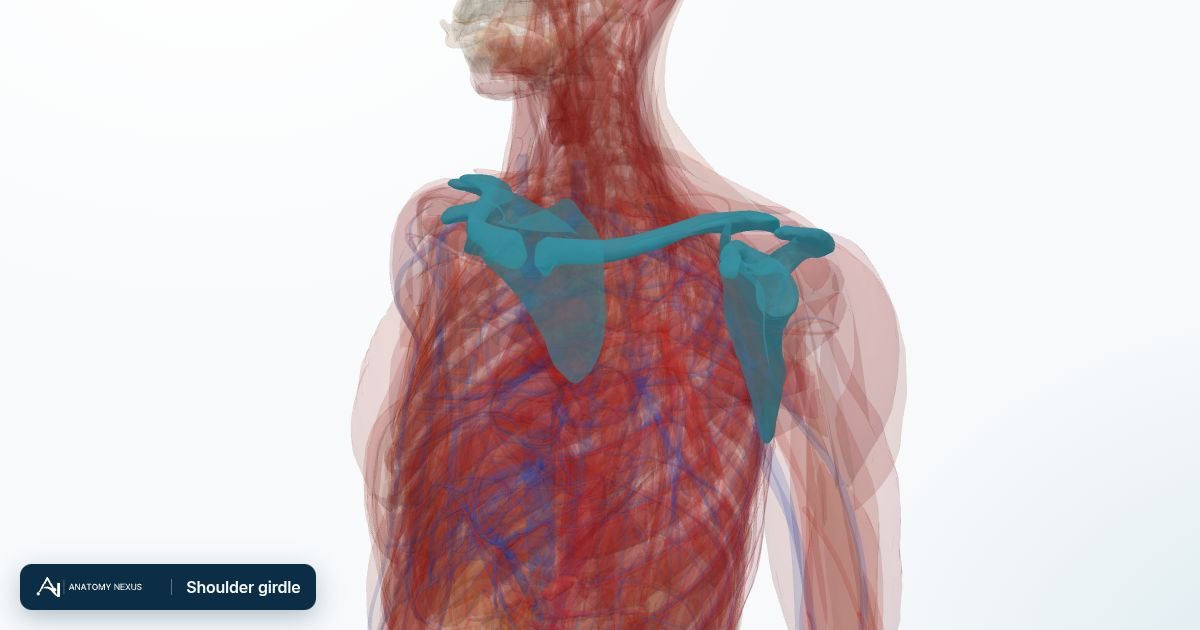 3D model of the Shoulder girdle in the Anatomy Nexus anatomy atlas