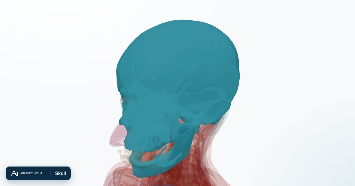 3D model of the Skull in the Anatomy Nexus anatomy atlas