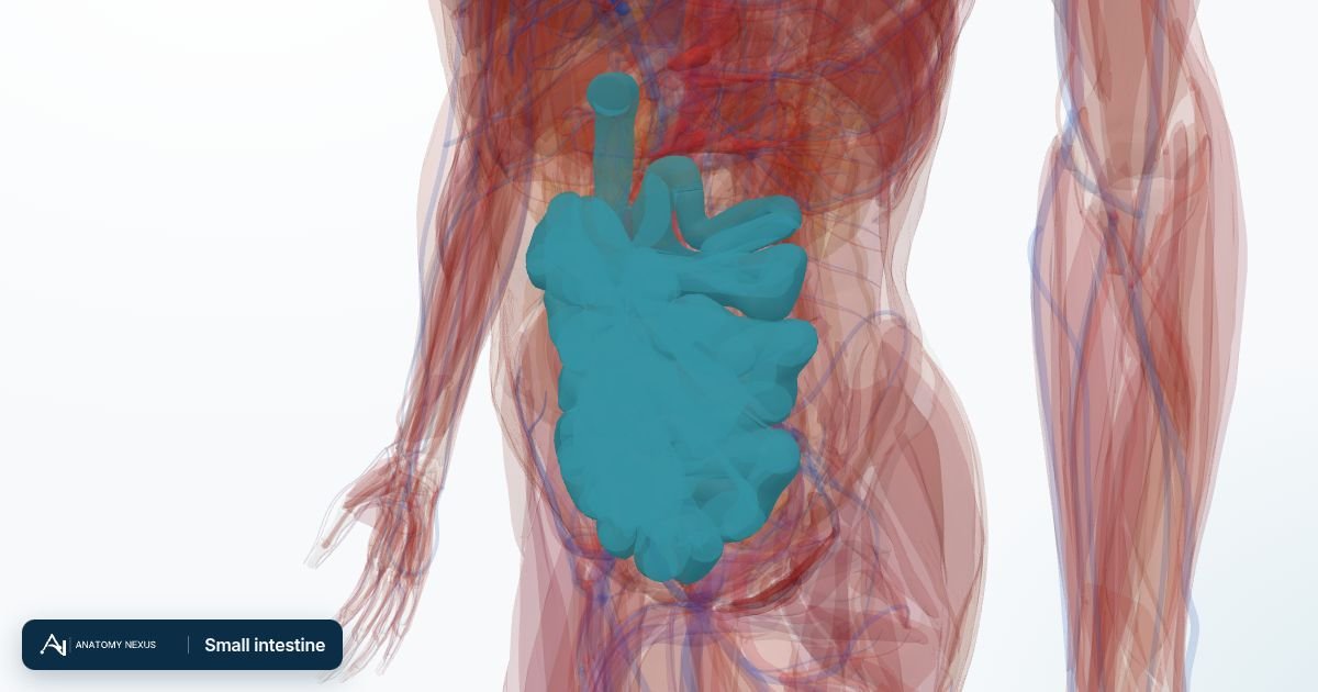 3D model of the Small intestine in the Anatomy Nexus anatomy atlas