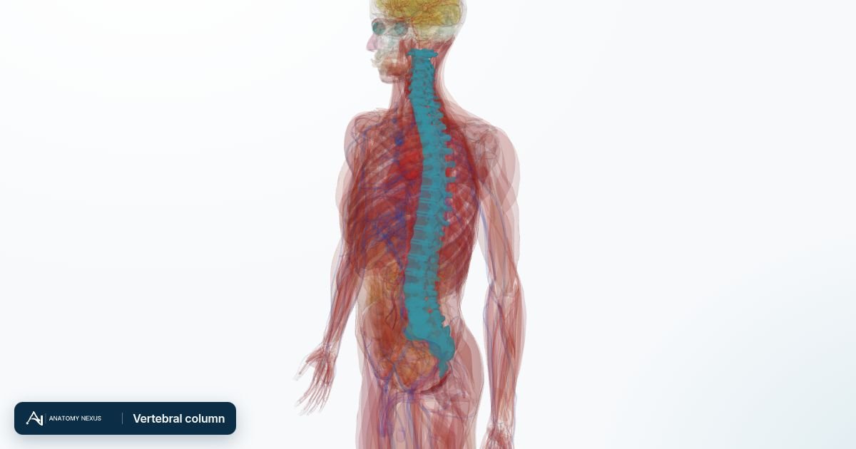 3D model of the Vertebral column in the Anatomy Nexus anatomy atlas