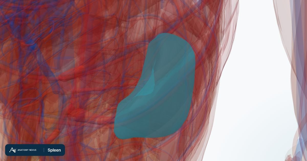 3D model of the Spleen in the Anatomy Nexus anatomy atlas