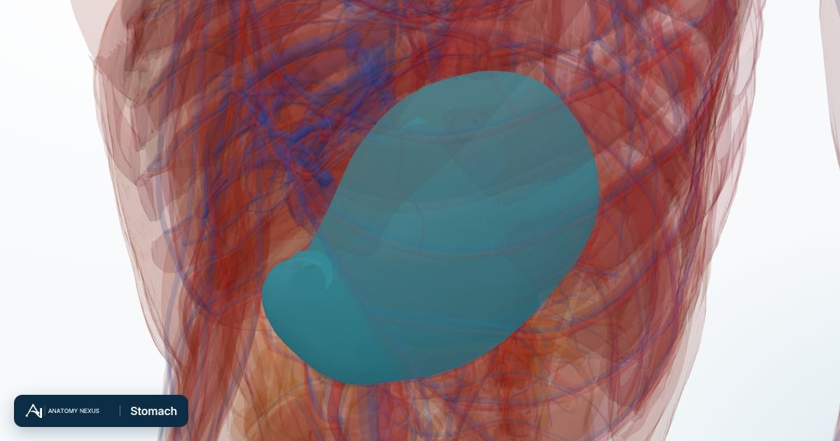 3D model of the Stomach in the Anatomy Nexus anatomy atlas