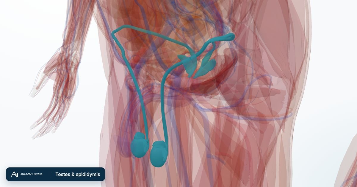 3D model of the Testes & epididymis in the Anatomy Nexus anatomy atlas