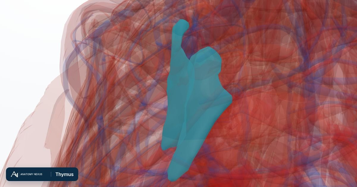 3D model of the Thymus in the Anatomy Nexus anatomy atlas