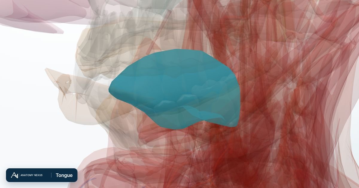 3D model of the Tongue in the Anatomy Nexus anatomy atlas