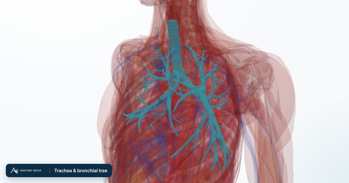 3D model of the Trachea & bronchial tree in the Anatomy Nexus anatomy atlas