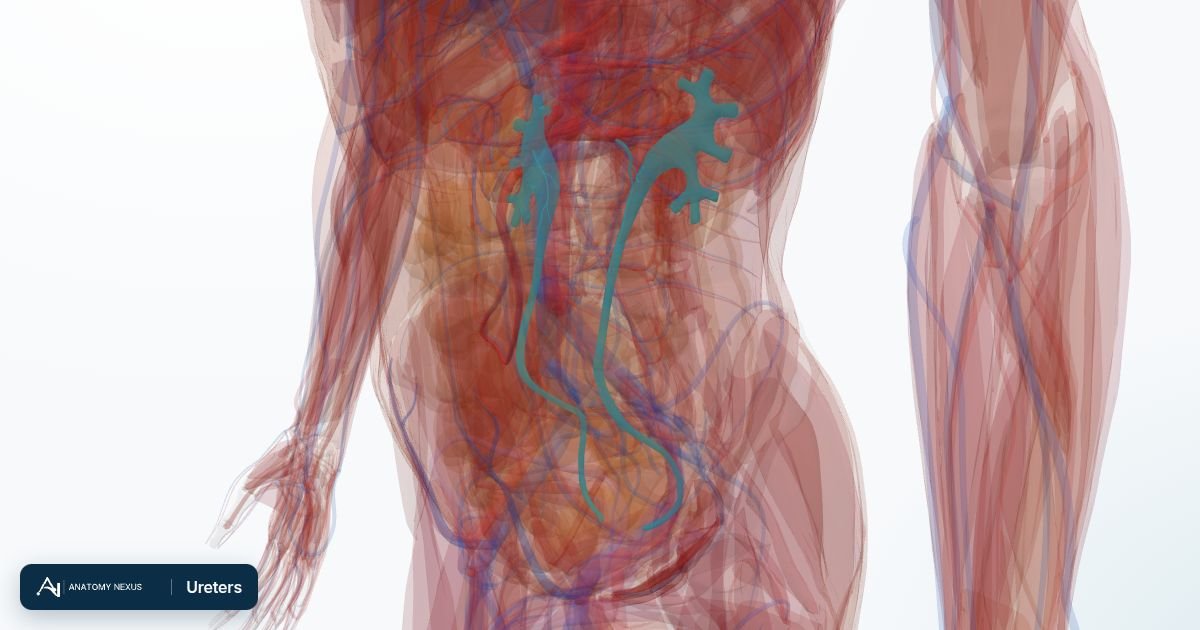 3D model of the Ureters in the Anatomy Nexus anatomy atlas