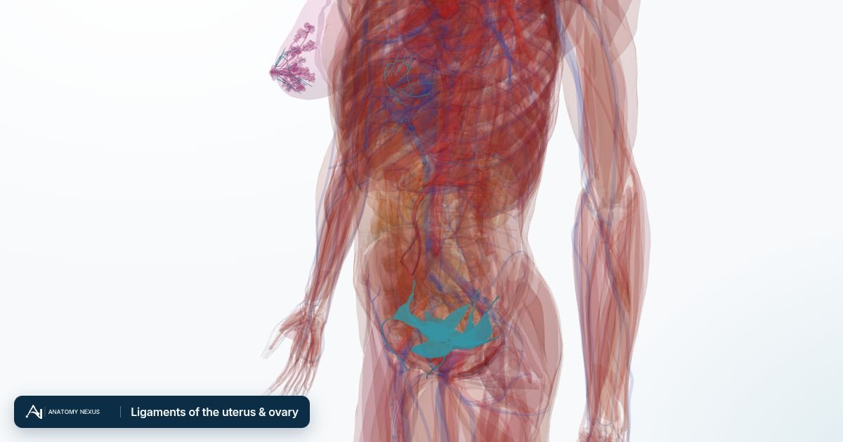 3D model of the Ligaments of the uterus & ovary in the Anatomy Nexus anatomy atlas