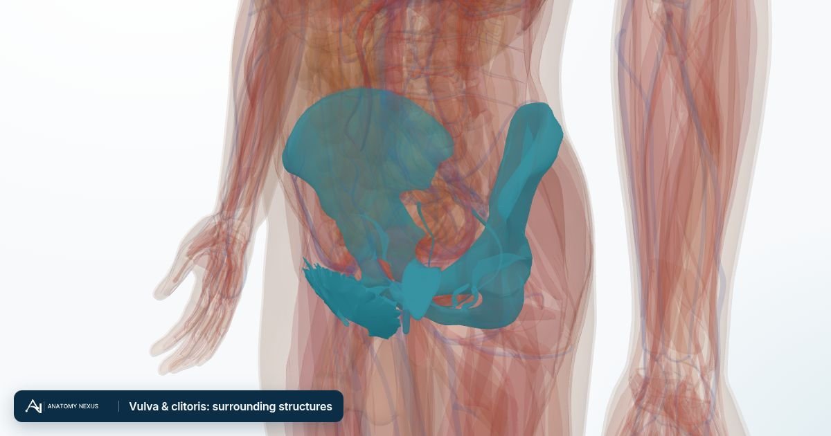3D model of the Vulva & clitoris: surrounding structures in the Anatomy Nexus anatomy atlas