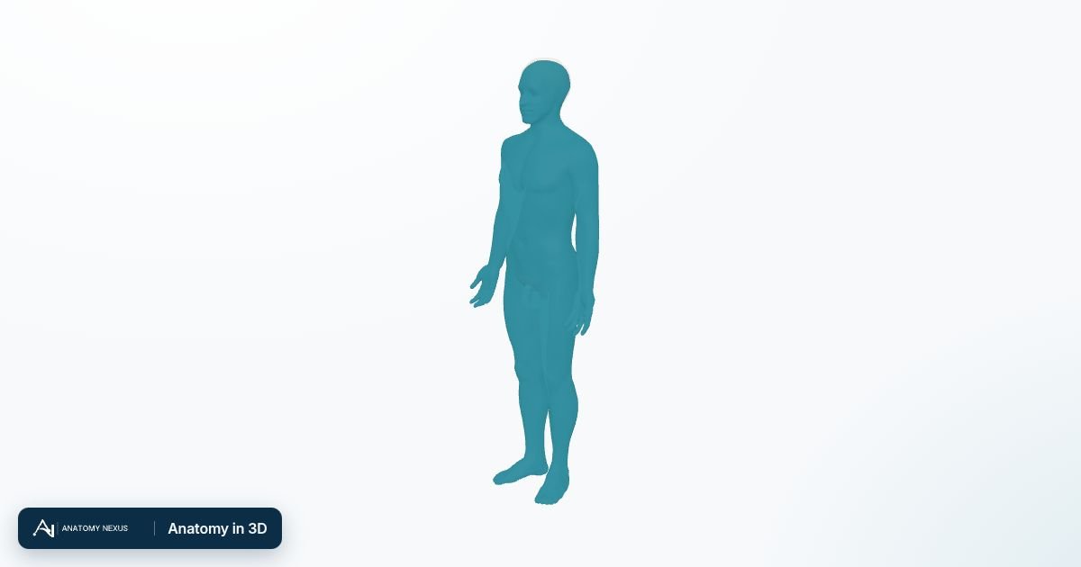 3D model of the Rash in the Anatomy Nexus anatomy atlas