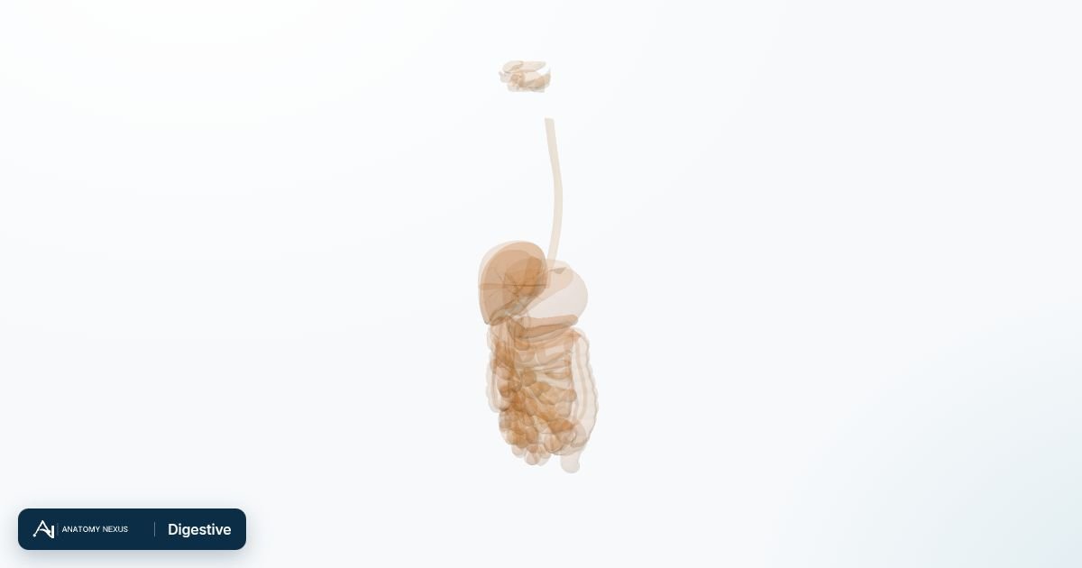 3D model of the Digestive in the Anatomy Nexus anatomy atlas