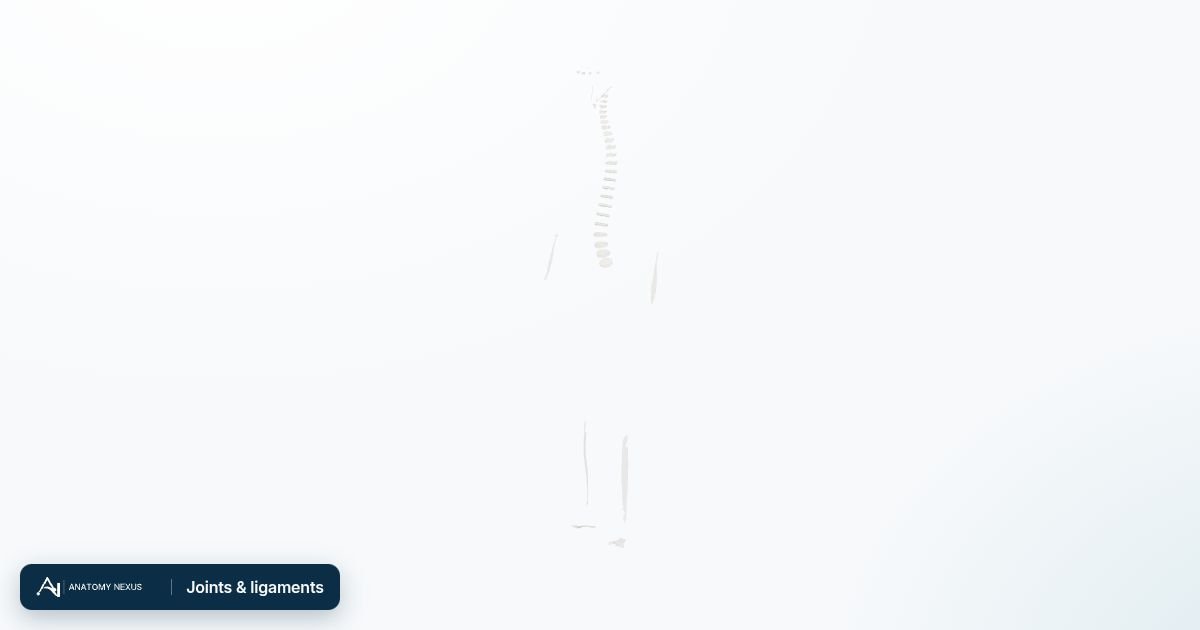 3D model of the Joints & ligaments in the Anatomy Nexus anatomy atlas