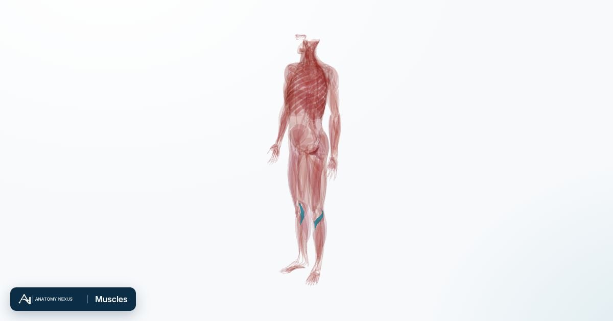 3D model of the Muscles in the Anatomy Nexus anatomy atlas
