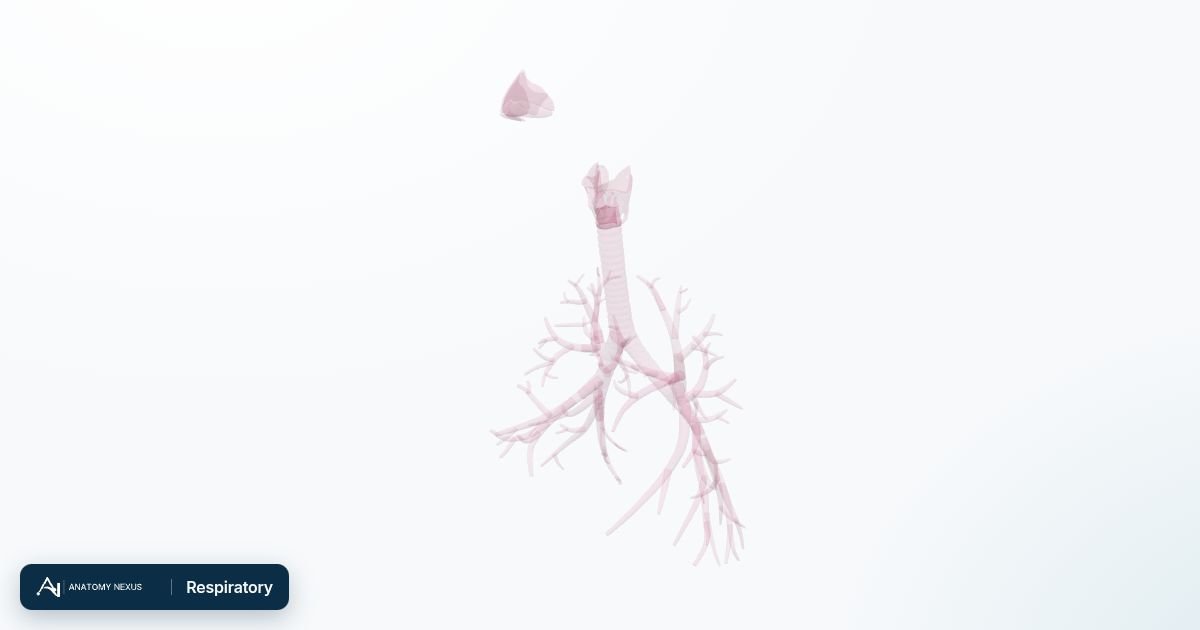 3D model of the Respiratory in the Anatomy Nexus anatomy atlas