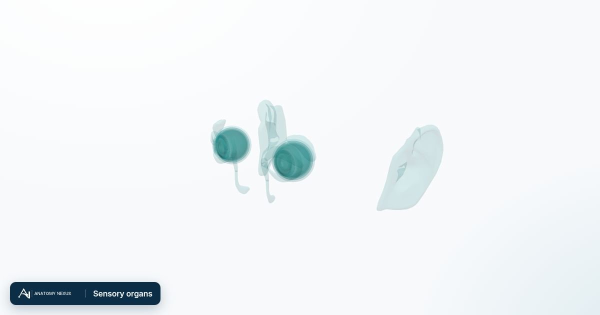 3D model of the Sensory organs in the Anatomy Nexus anatomy atlas