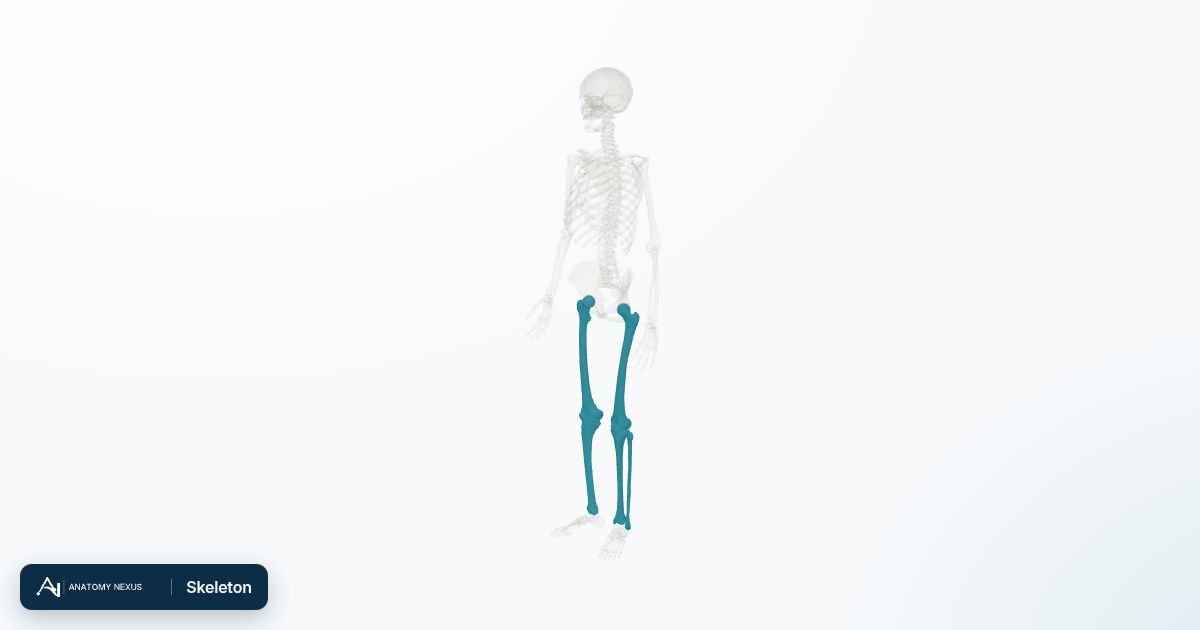 3D model of the Skeleton in the Anatomy Nexus anatomy atlas