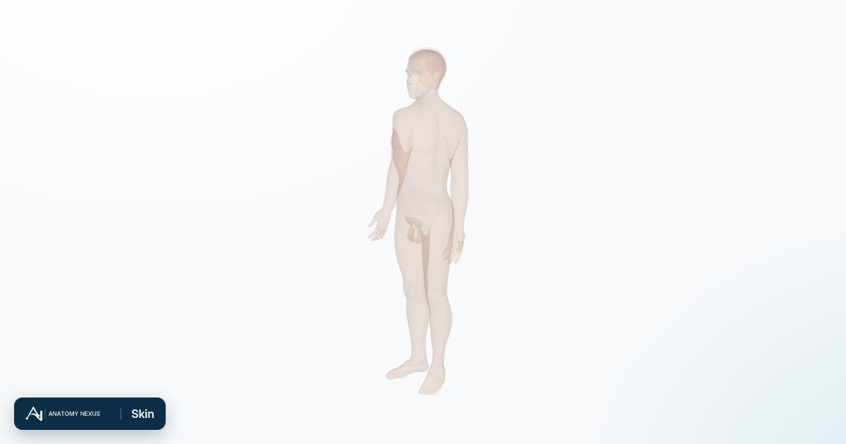 3D model of the Skin in the Anatomy Nexus anatomy atlas