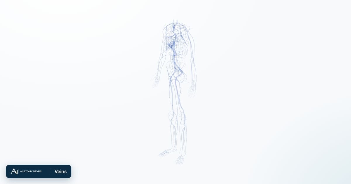 3D model of the Veins in the Anatomy Nexus anatomy atlas